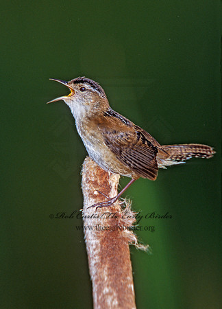 Cistothorus palustris  MARSH WREN 291512
