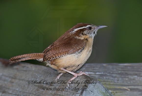 Thyrothorus ludovicianus  CAROLINA WREN 6005562