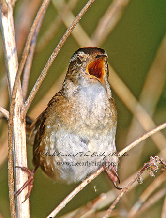 Cistothorus palustris  MARSH WREN 291626