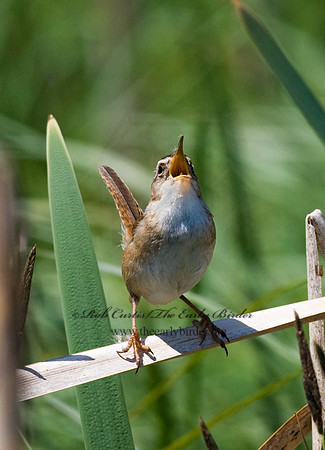 Cistothorus palustris  MARSH WREN 7016595