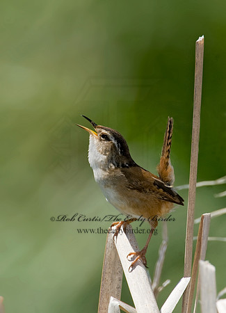 Cistothorus palustris  MARSH WREN 8013471