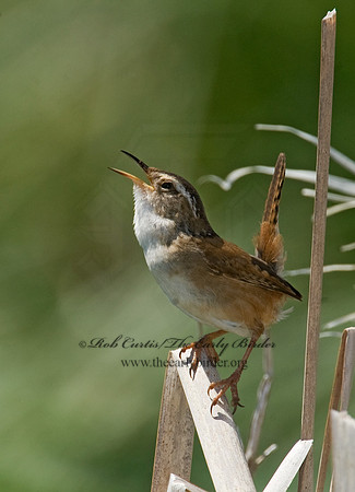 Cistothorus palustris  MARSH WREN 8013469
