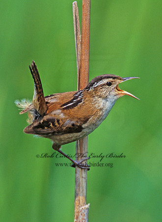 Cistothorus palustris  MARSH WREN 1273337