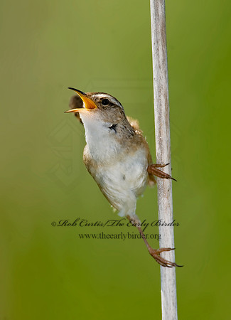Cistothorus palustris  MARSH WREN 8013495
