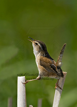 Cistothorus palustris  MARSH WREN 8013488