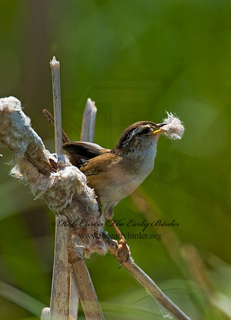 Cistothorus palustris  MARSH WREN 8013474