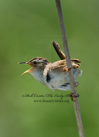 Cistothorus palustris  MARSH WREN 8013473