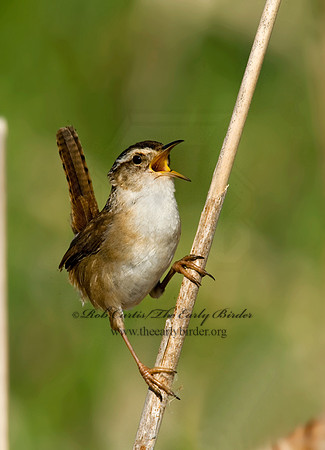 Cistothorus palustris  MARSH WREN 8013532