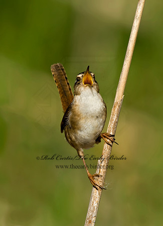 Cistothorus palustris  MARSH WREN 8013541