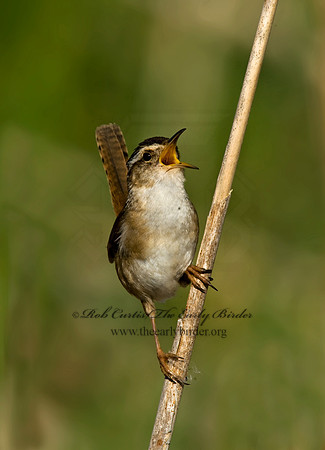 Cistothorus palustris  MARSH WREN 8013544