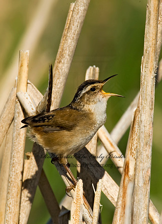 Cistothorus palustris  MARSH WREN 8013524