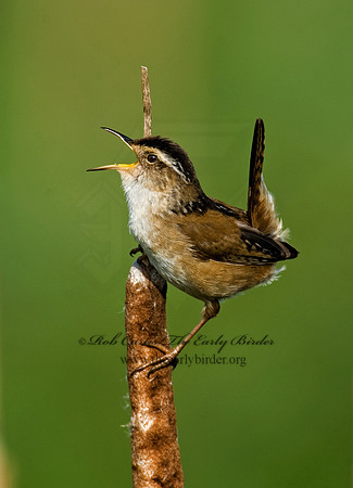 Cistothorus palustris  MARSH WREN 8013564