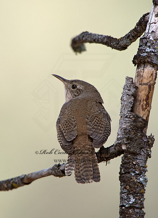 Troglodytes pacificus  PACIFIC WREN  9056244