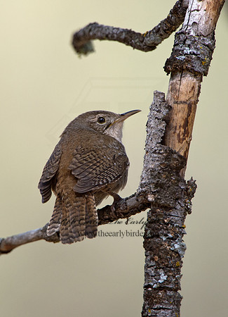 Troglodytes pacificus  PACIFIC WREN  9056243