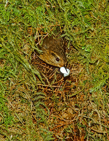Troglodytes pacificus  PACIFIC WREN 150812