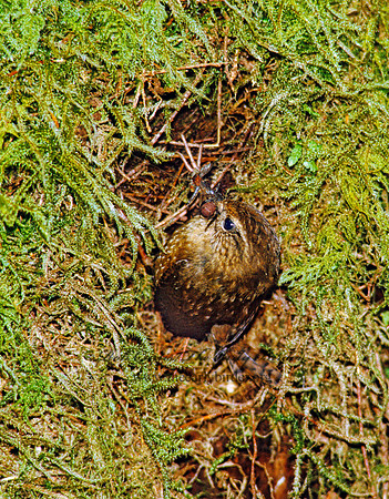 Troglodytes pacificus  PACIFIC WREN 150911