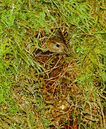 Troglodytes pacificus  PACIFIC WREN 150836