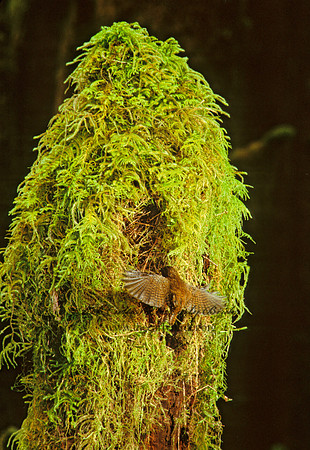 Troglodytes pacificus  PACIFIC WREN 151119