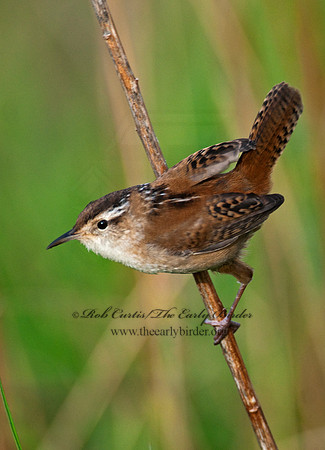 Cistothorus palustris  MARSH WREN 3007474