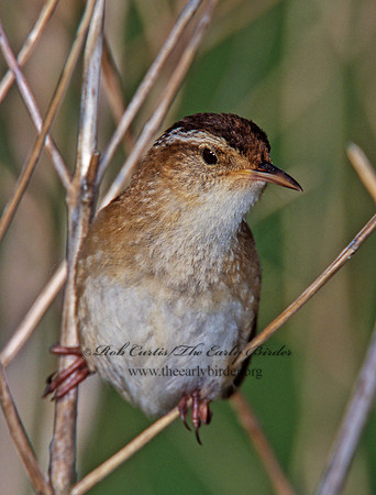 Cistothorus palustris  MARSH WREN 291527