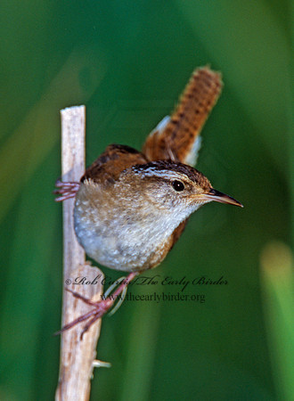 Cistothorus palustris  MARSH WREN 291528