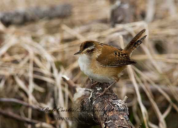 Cistothorus palustris  MARSH WREN 8002400