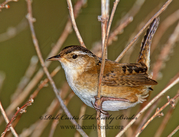 Cistothorus palustris  MARSH WREN 291628