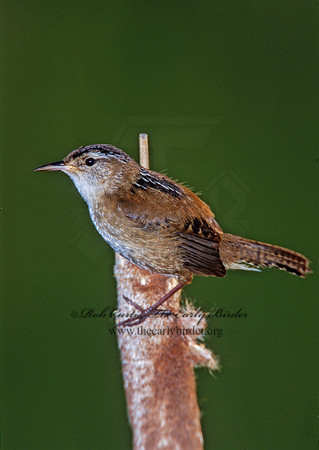 Cistothorus palustris  MARSH WREN 291509