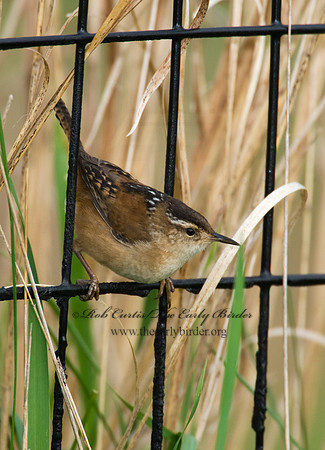 Cistothorus palustris  MARSH WREN 8003076