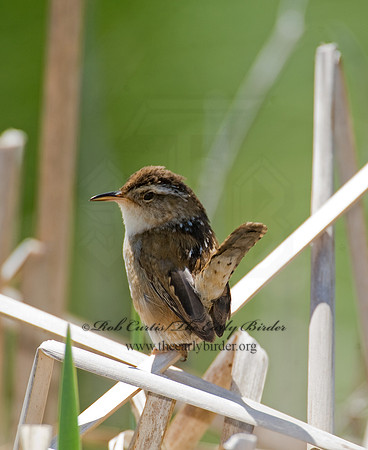Cistothorus palustris  MARSH WREN 8013462