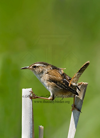 Cistothorus palustris  MARSH WREN 8013489