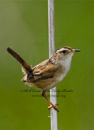 Cistothorus palustris  MARSH WREN 8013490
