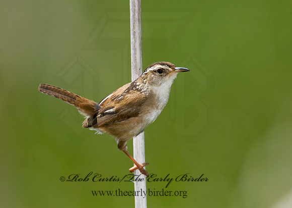 Cistothorus palustris  MARSH WREN 8013491