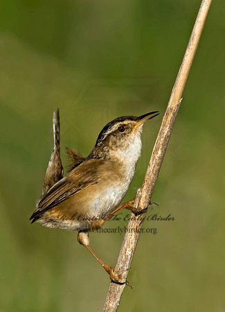 Cistothorus palustris  MARSH WREN 8013527