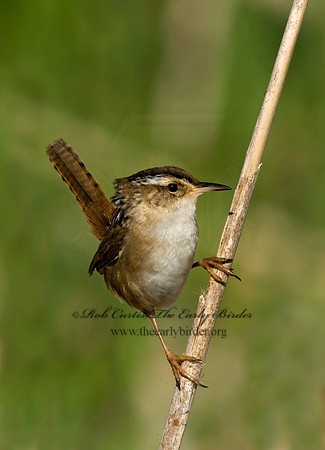 Cistothorus palustris  MARSH WREN 8013531