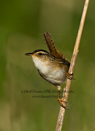 Cistothorus palustris  MARSH WREN 8013538