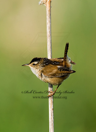 Cistothorus palustris  MARSH WREN 8013554