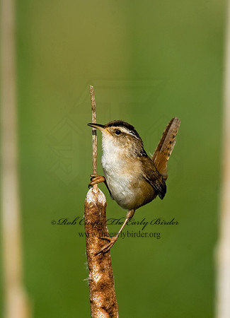 Cistothorus palustris  MARSH WREN 8013569