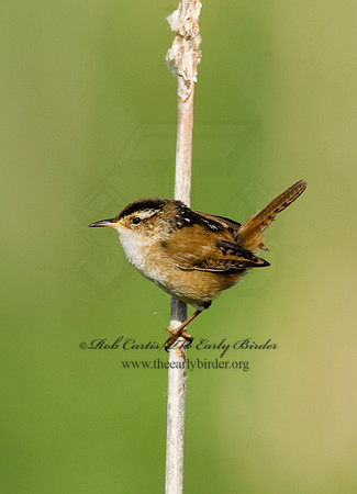 Cistothorus palustris  MARSH WREN 8013573