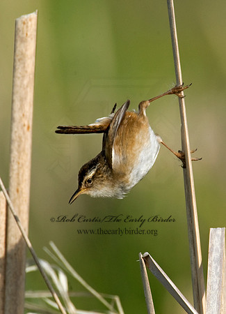 Cistothorus palustris  MARSH WREN 8013574