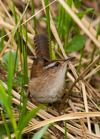 Cistothorus palustris  MARSH WREN 8025487