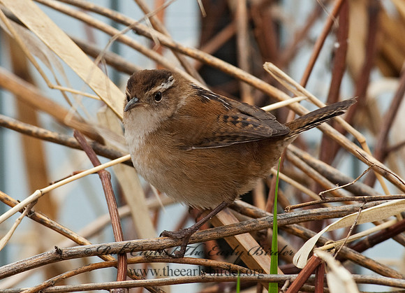 Cistothorus palustris  MARSH WREN 8025490