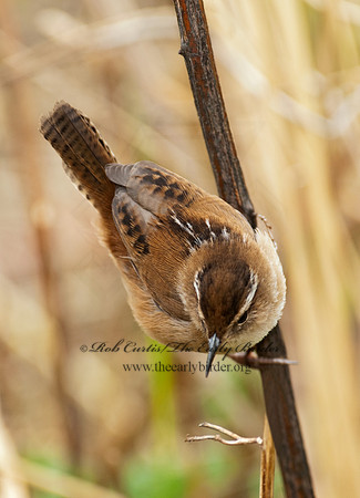 Cistothorus palustris  MARSH WREN 8025493