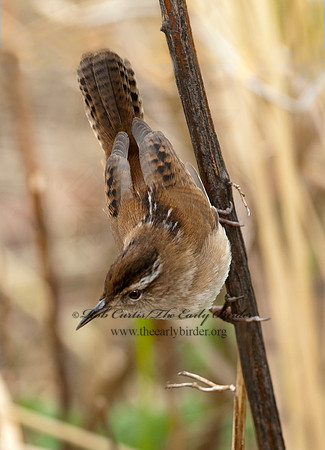 Cistothorus palustris  MARSH WREN 8025494
