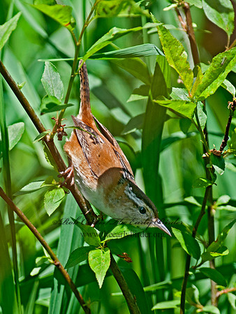 Cistothorus palustris  MARSH WREN 8035166