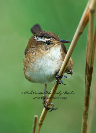 Cistothorus palustris  MARSH WREN 9029030