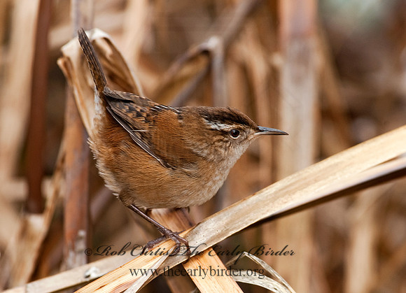 Cistothorus palustris  MARSH WREN 8025500