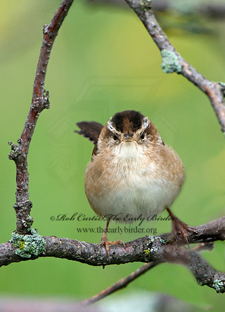 Cistothorus palustris  MARSH WREN 9029033