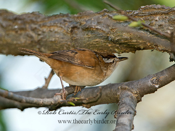 Cistothorus palustris  MARSH WREN 9038284