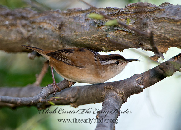 Cistothorus palustris  MARSH WREN 9038285